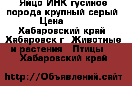 Яйцо ИНК гусиное,порода крупный серый › Цена ­ 100 - Хабаровский край, Хабаровск г. Животные и растения » Птицы   . Хабаровский край